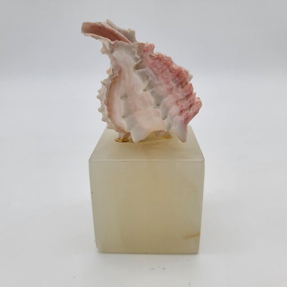 Murex Shell Mounted on Onyx Cube - Picture 3 of 8